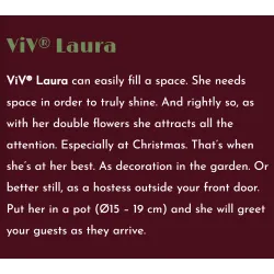 Čėras (eleboras) - Helleborus orientalis VIV Double LAURA