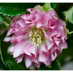 Čėras (eleboras) - Helleborus orientalis VIV Double STEFANIA