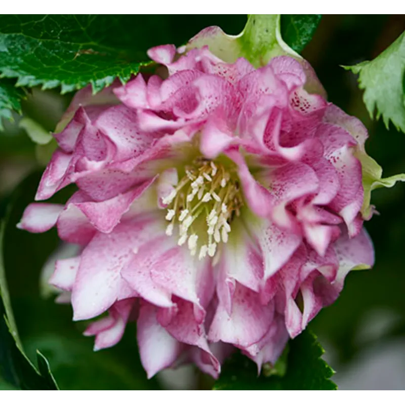 Čėras (eleboras) - Helleborus orientalis VIV Double STEFANIA