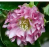 Helleborus orientalis VIV Double STEFANIA