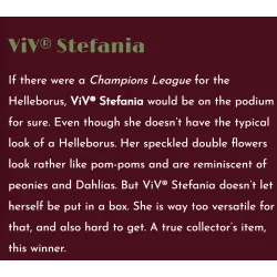 Helleborus orientalis VIV Double STEFANIA