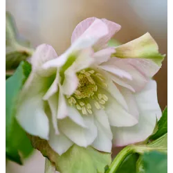 Helleborus orientalis VIV Double BENEDETTA