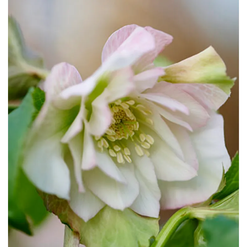 Helleborus orientalis VIV Double BENEDETTA