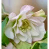 Čėras (eleboras) - Helleborus orientalis VIV Double BENEDETTA