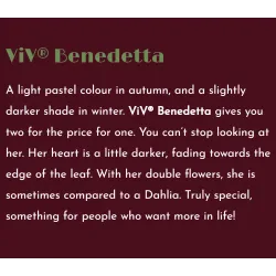 Helleborus orientalis VIV Double BENEDETTA