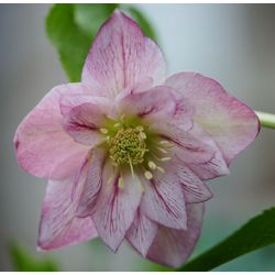 Čėras (eleboras) - Helleborus orientalis VIV Double ALESSIA