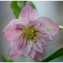 Helleborus orientalis VIV Double ALESSIA
