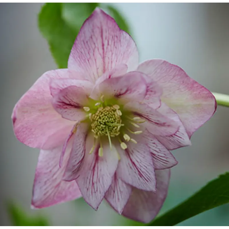 Helleborus orientalis VIV Double ALESSIA