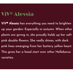 Helleborus orientalis VIV Double ALESSIA