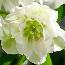 Helleborus orientalis VIV Double MICAELA