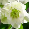 Helleborus orientalis VIV Double MICAELA
