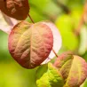 Cercidiphyllum japonicum MAGMA