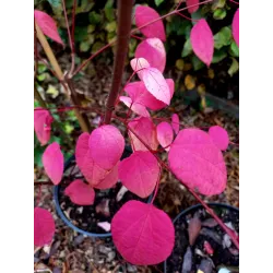 Cercidiphyllum japonicum MAGMA