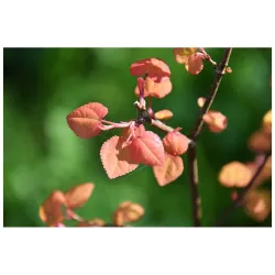 Cercidiphyllum japonicum MAGMA
