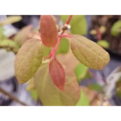 Cercidiphyllum japonicum MAGMA