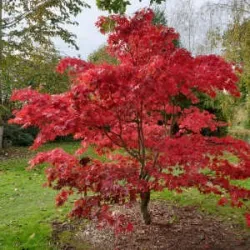 Cercidiphyllum japonicum MAGMA