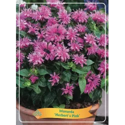 Monarda - monarda HERBERTS PINK