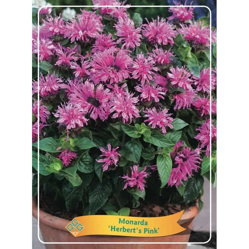 monarda SCHNEEWITTCHEN