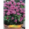 Monarda - monarda HERBERTS PINK