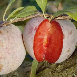 Pluot - Prunus salicina x armeniaca (pluot) DAPPLE DANDY