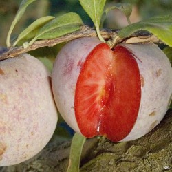 Slyvų ir abrikoso hibridas - Prunus salicina x armeniaca (pluot) DAPPLE DANDY