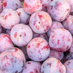 Slyvų ir abrikoso hibridas - Prunus salicina x armeniaca (pluot) DAPPLE DANDY