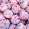 Slyvų ir abrikoso hibridas - Prunus salicina x armeniaca (pluot) DAPPLE DANDY