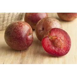Slyvų ir abrikoso hibridas - Prunus salicina x armeniaca (pluot) DAPPLE DANDY