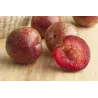 Slyvų ir abrikoso hibridas - Prunus salicina x armeniaca (pluot) DAPPLE DANDY
