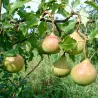 Kriaušė (vėl.vasarinė - rudeninė) - Pyrus communis PAMIAT JAKOVLEVA