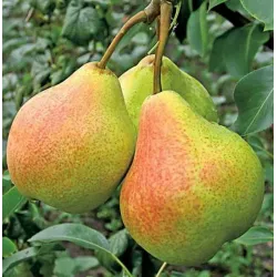 Pyrus communis PAMIAT JAKOVLEVA