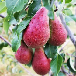 Kriaušė (vėl. vasarinė - rudeninė) - Pyrus communis BRIANSKAJA KRASAVITSA