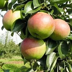 Kriaušė (vasarinė) - Pyrus communis KUPALA