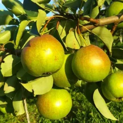 Kriaušė (vasarinė) - Pyrus communis KUPALA