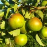 Pear - Pyrus communis ALKA