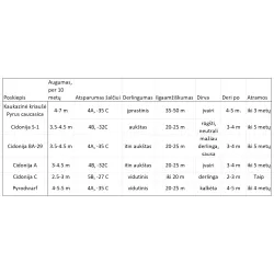 Kriaušė (vasarinė) - Pyrus communis ESMIRALDA