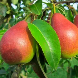 Pyrus communis ESMIRALDA