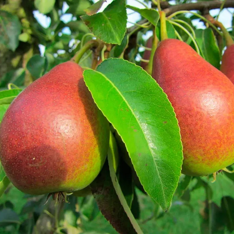 Kriaušė (vasarinė) - Pyrus communis ESMIRALDA