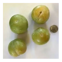 Slyvų ir abrikoso hibridas - Prunus salicina x armeniaca (pluot) FLAVOR QUEEN