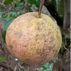 Kriaušė (žieminė) - Pyrus communis MAISAN