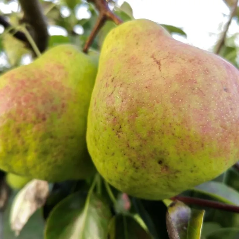 Kriaušė (žieminė) - Pyrus communis MAISAN