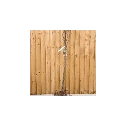 Kriaušė (žieminė) - Pyrus communis MAISAN