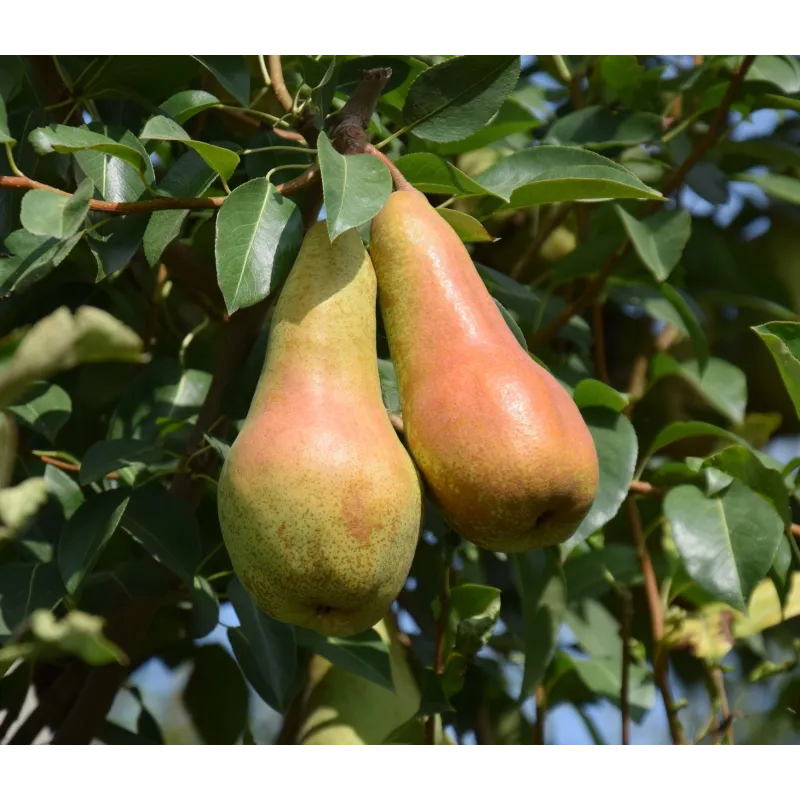 Pear - Pyrus communis ABATE FETEL