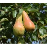 Pear - Pyrus communis ABATE FETEL