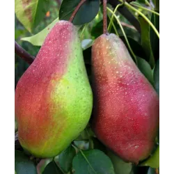 Kriaušė (žieminė) - Pyrus communis JAKOVLEVSKAJA