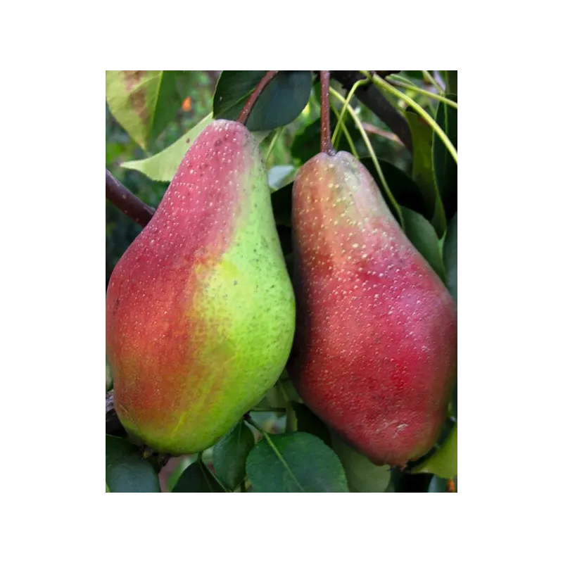 Pyrus communis JAKOVLEVSKAJA