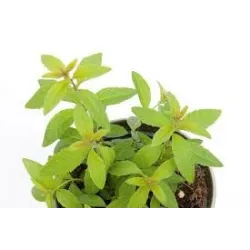 Citrininė lipija (verbena) - Lippia (aloysia) citrodora