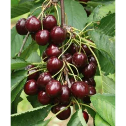 Trešnė - Prunus avium INDRA