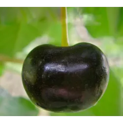 Trešnė - Prunus avium DONECKIJ UGOLIOK