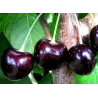 Trešnė - Prunus avium DONECKIJ UGOLIOK